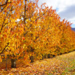 Beautiful,Gorgeous,Symmetric,Row,Of,Cherry,Trees,In,Autumn,Golden