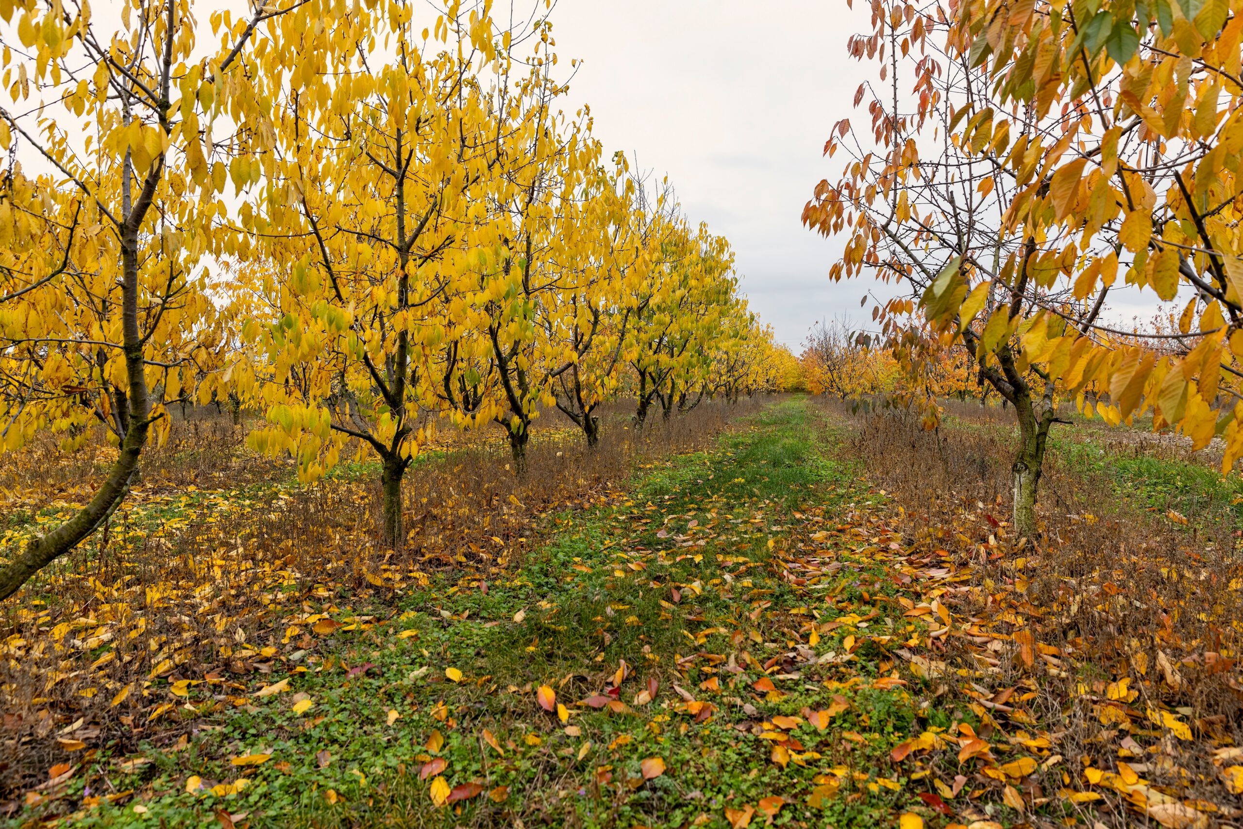Cherry,Trees,With,Falling,Autumn,Foliage,In,Cloudy,Weather