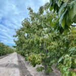 WhatsApp Image 2026-04-09 at 08.53.25