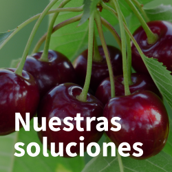 smartcherry-nuestras-soluciones