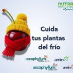 _Miniatura Estrés térmico_Smartcherry