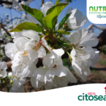 Miniatura Nutra Citosea_Smarcherry