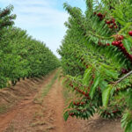 Campo de cerezos lluvioso (1)