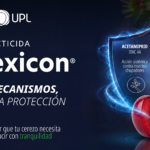 Lexicon cereza 1200 x 600