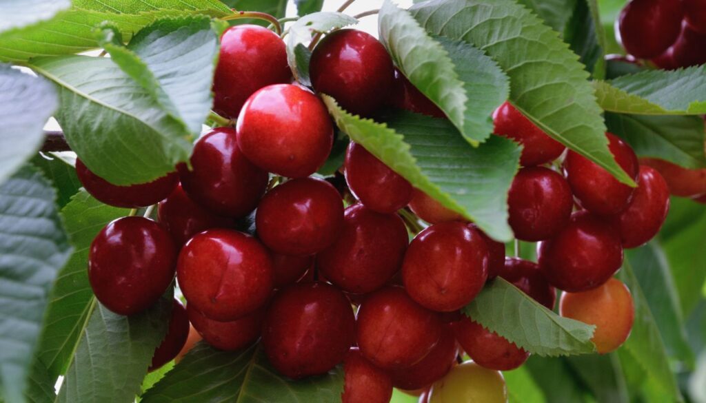 Cerezas (4)